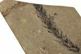 Conifer (Sequoia) Fossil - McAbee, BC #255633-1